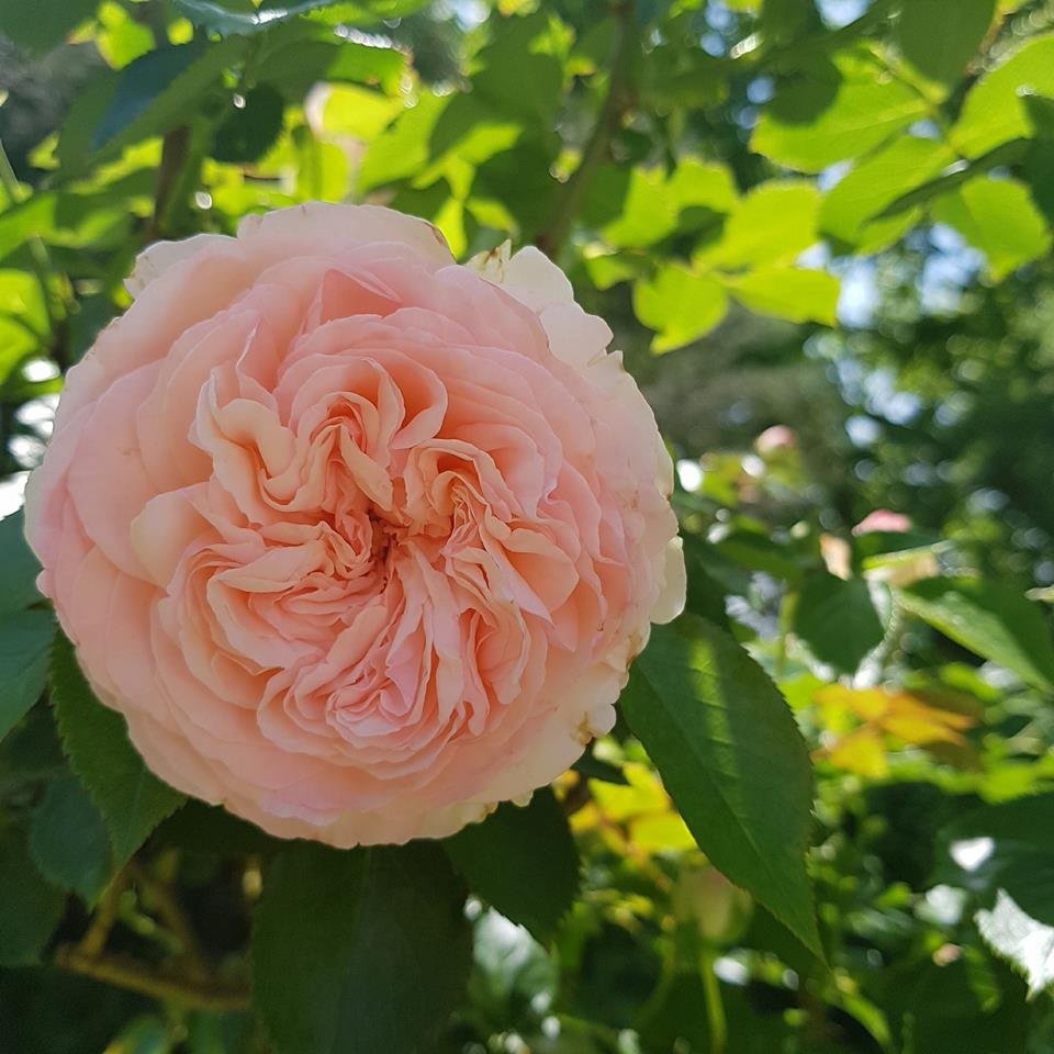 Doblhoffpark Baden Csod Latos R Zsakertje Balkonada