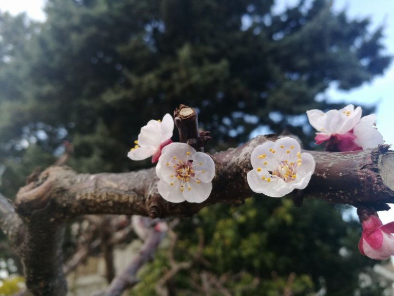 Így köszöntött be a tavasz Európába | Balkonada